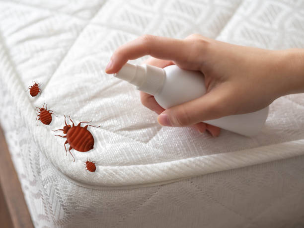 Best Wasp Removal Services  in Kentland, IN